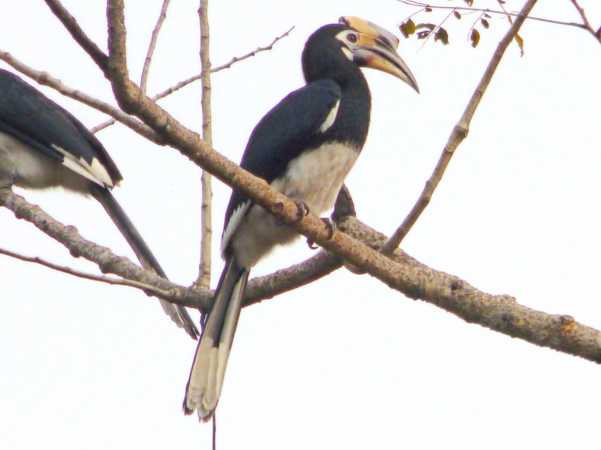 Oriental Pied-Hornbill - Rustom Jamadar