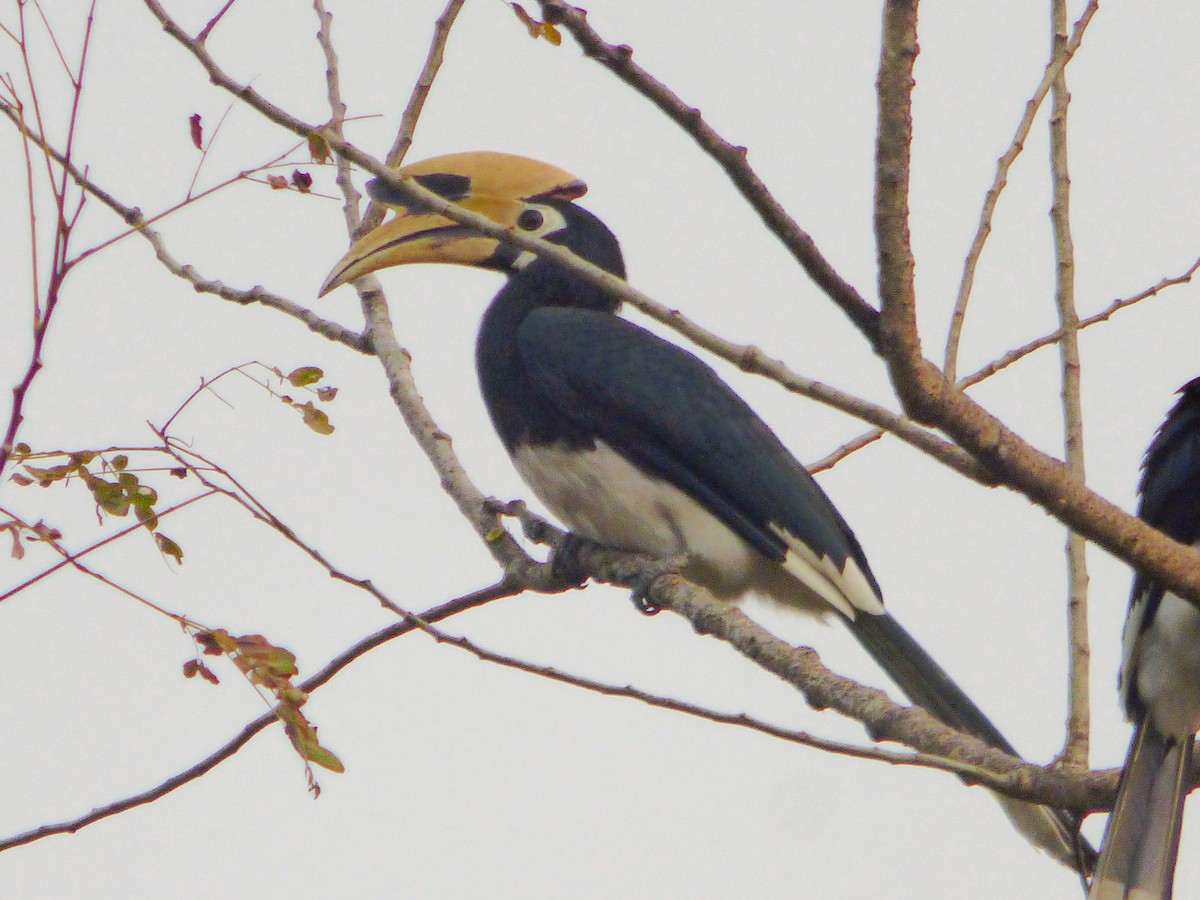 Oriental Pied-Hornbill - ML615035488