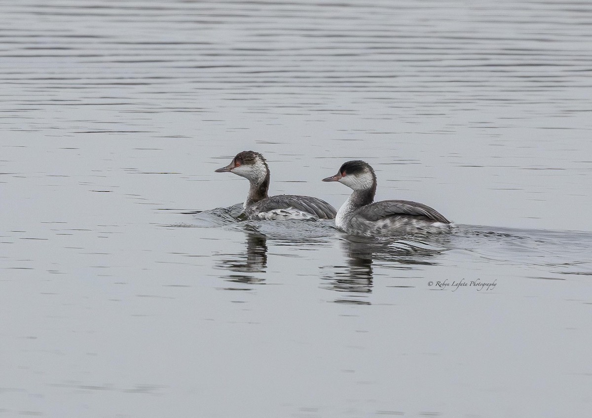 Horned Grebe - ML615035495