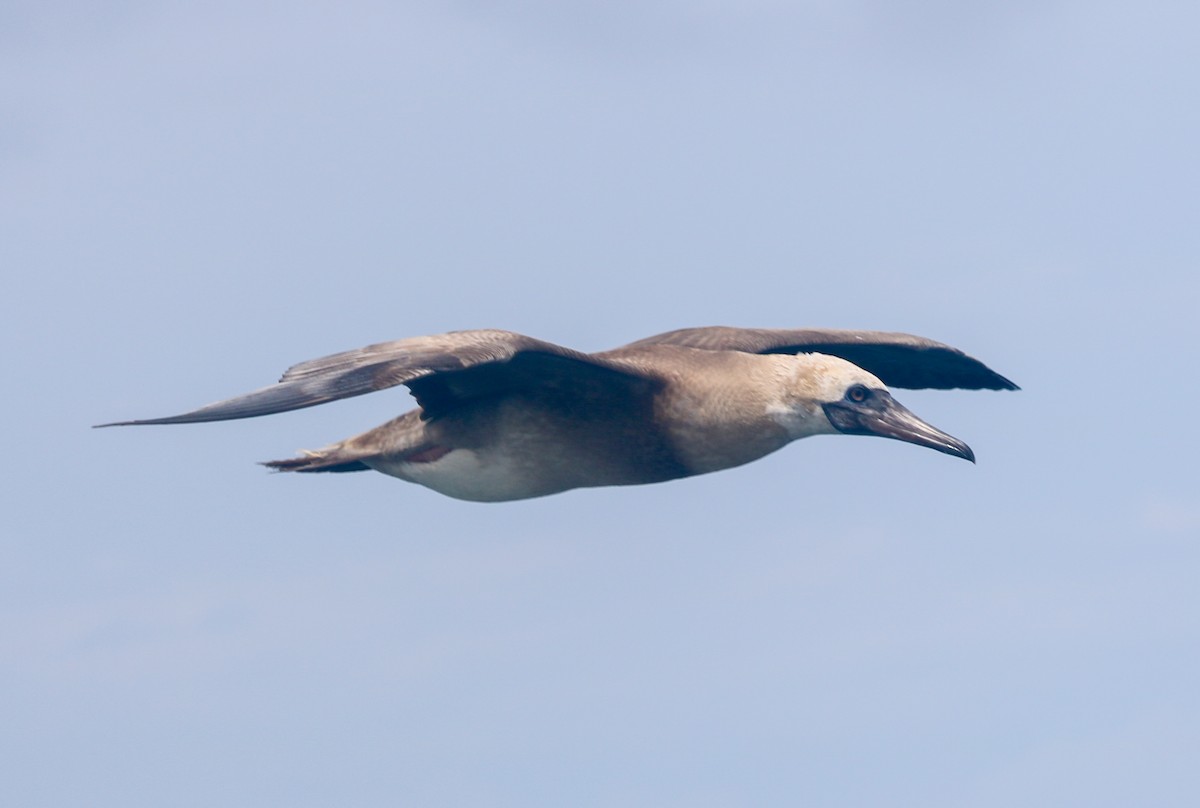 booby sp. - ML615035527