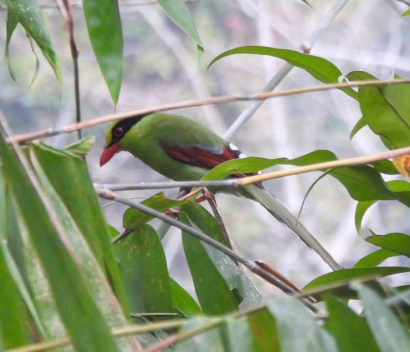 Common Green-Magpie - ML615035547