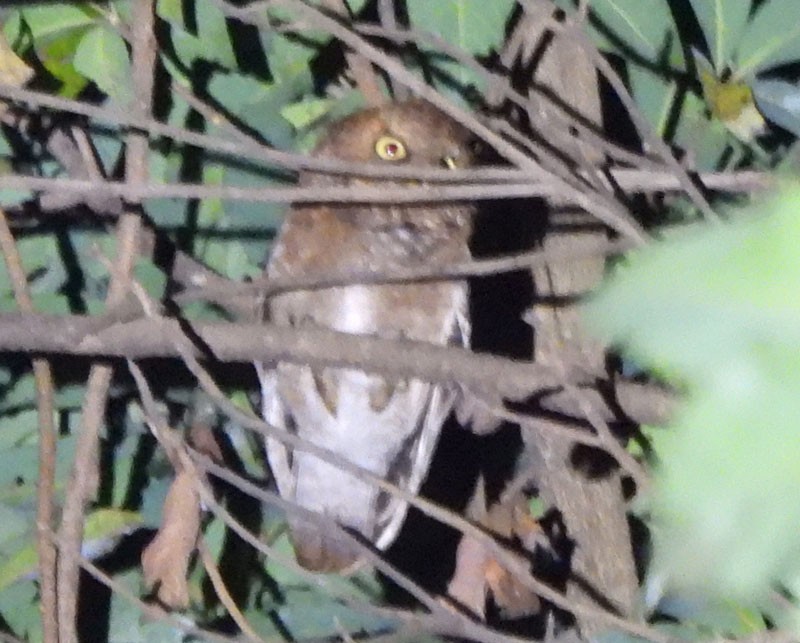 Mountain Scops-Owl - ML615035604