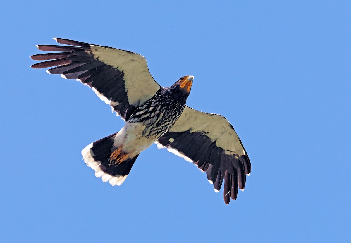 Carunculated Caracara - ML615035613