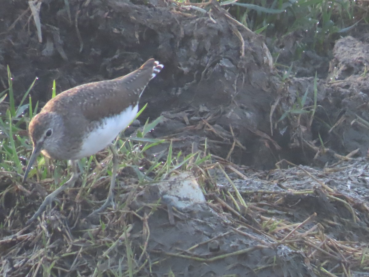 Green Sandpiper - ML615035652