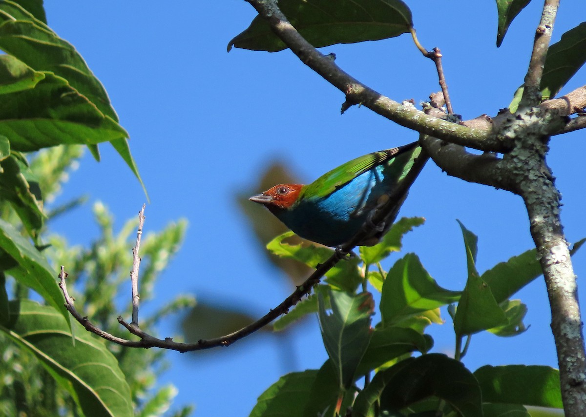Bay-headed Tanager - ML615035761