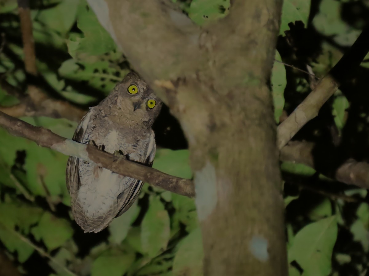 Oriental Scops-Owl (Walden's) - ML615035769