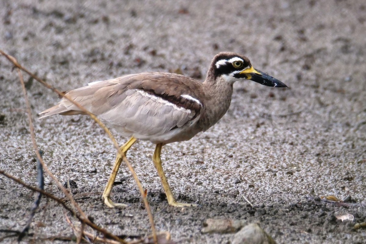 Beach Thick-knee - Jenny Stiles