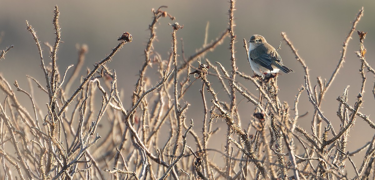 嘰喳柳鶯(tristis) - ML615035854