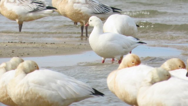 Ross's Goose - ML615035855