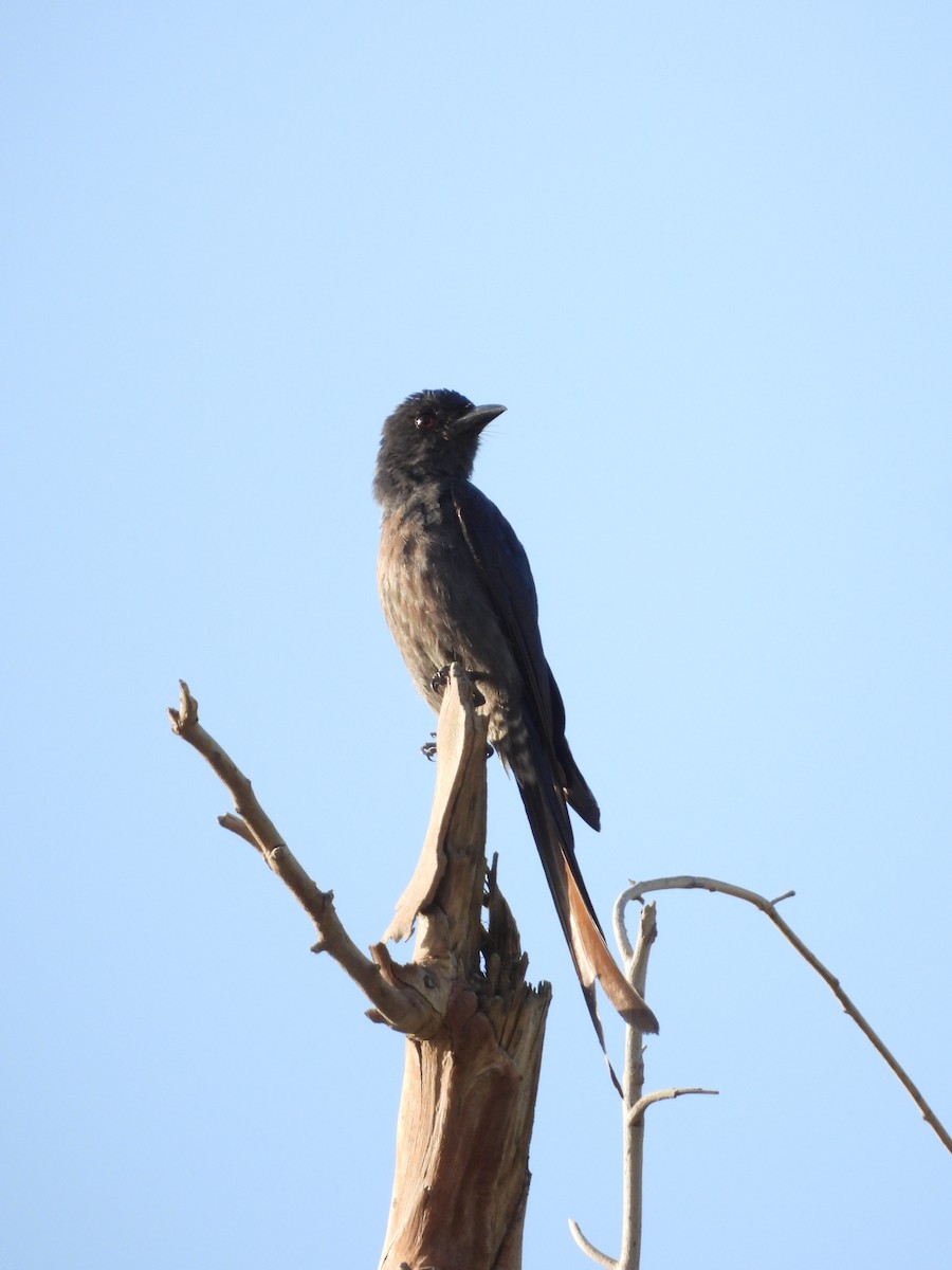 Ashy Drongo - ML615035859