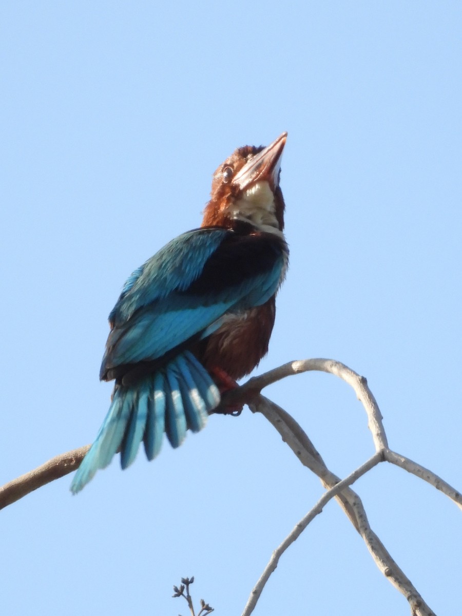 White-throated Kingfisher - ML615035862