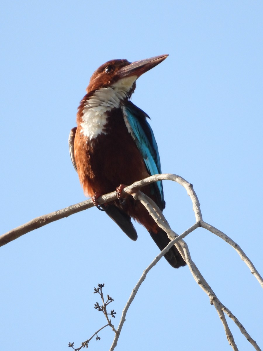 White-throated Kingfisher - ML615035863