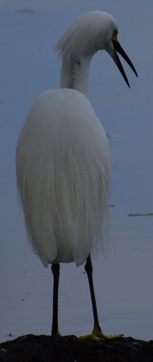 Snowy Egret - Dale Morrow