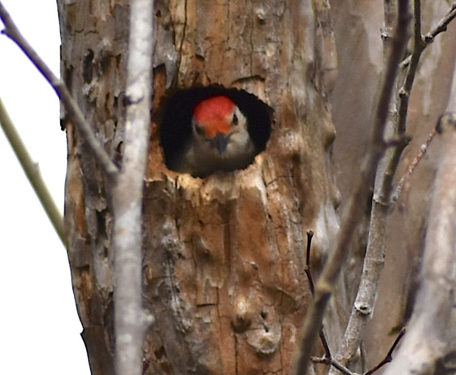 Red-bellied Woodpecker - Dale Morrow