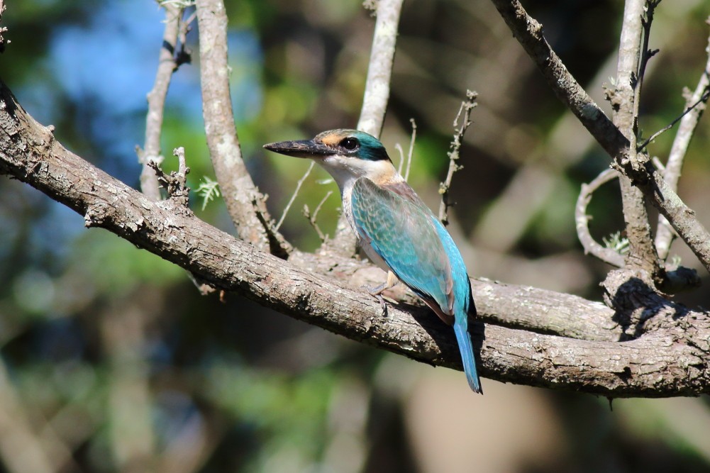Sacred Kingfisher (Australasian) - ML615035964