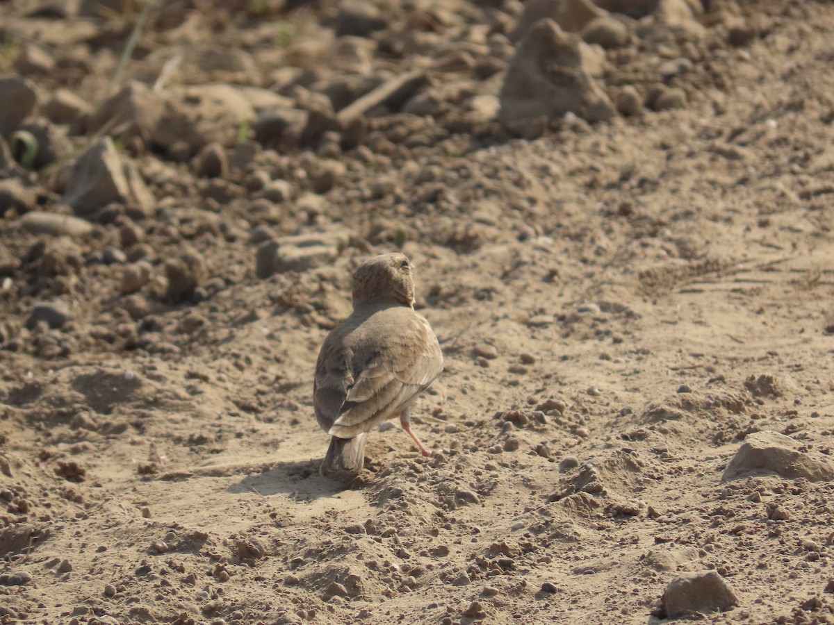 Ashy-crowned Sparrow-Lark - ML615036004