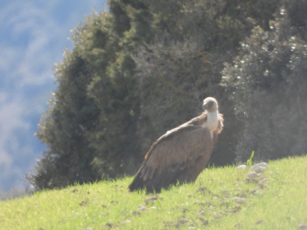 Eurasian Griffon - ML615036074