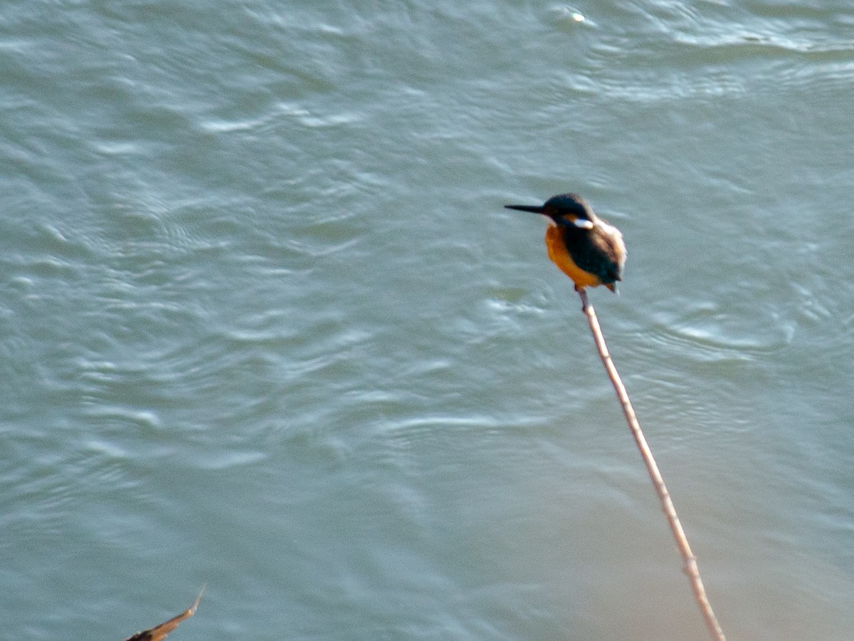 Common Kingfisher - Muammer Ülker