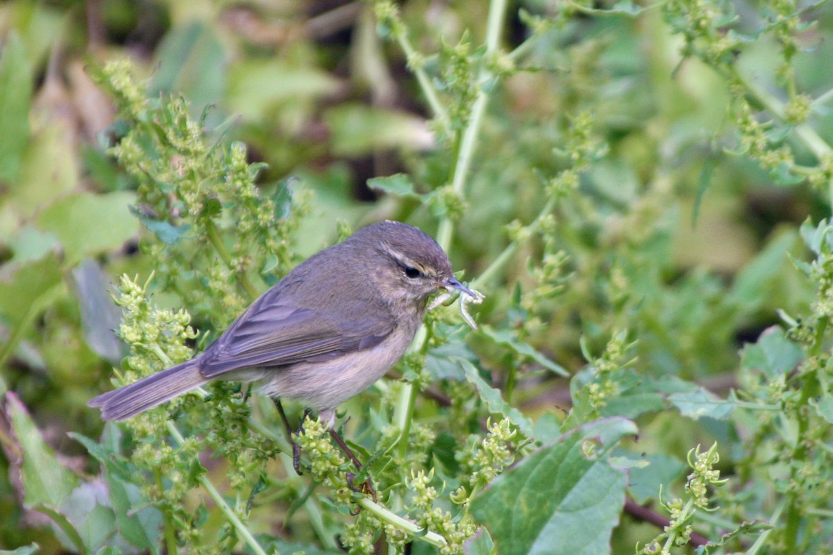 Canary Islands Chiffchaff - ML615036137