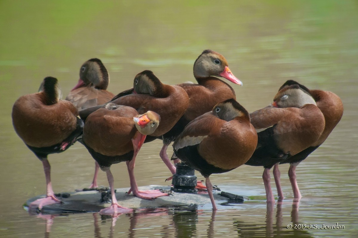 Black-bellied Whistling-Duck - ML615036212