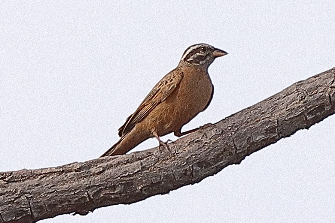 Gosling's Bunting - ML615036223