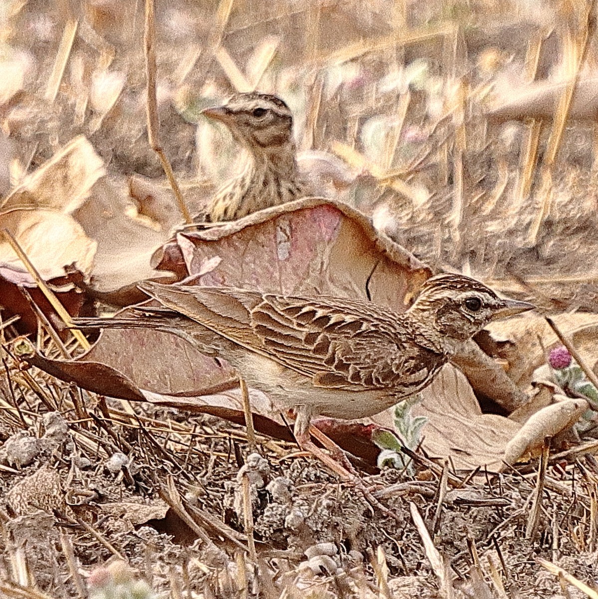 Sun Lark - Brian Cox