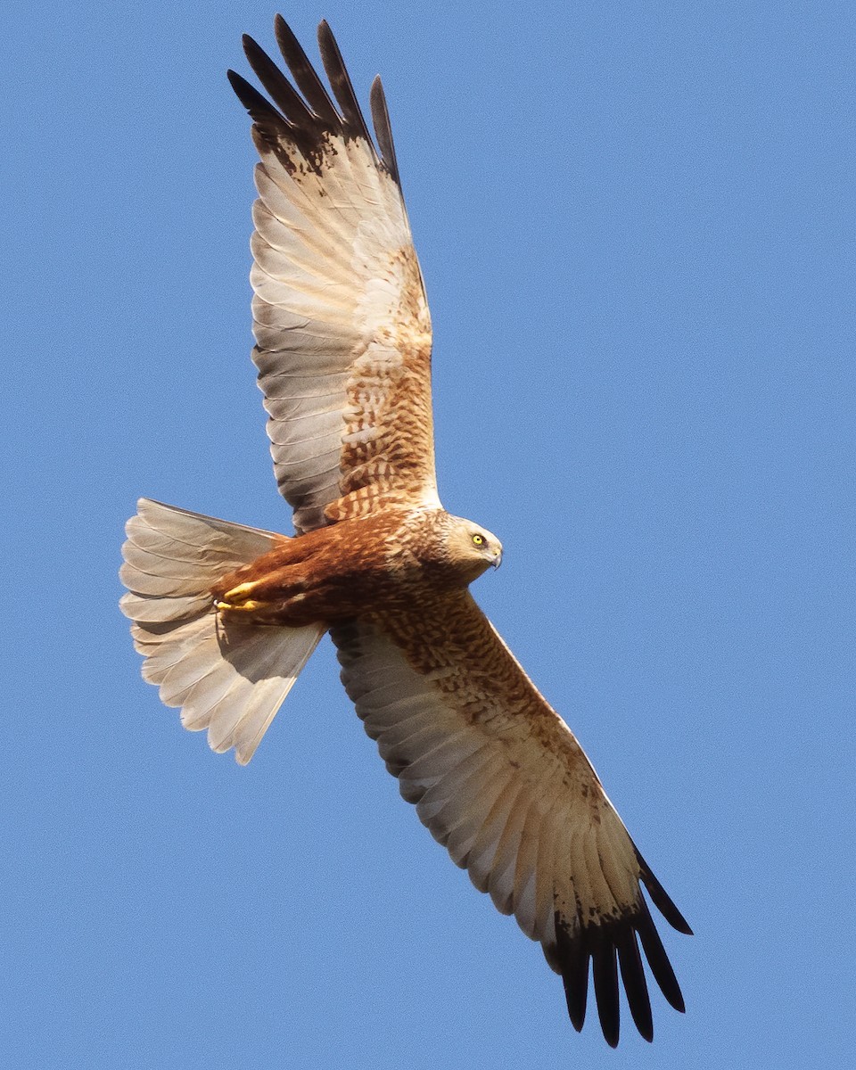 Western Marsh Harrier - Daniel Hinckley | samazul.com