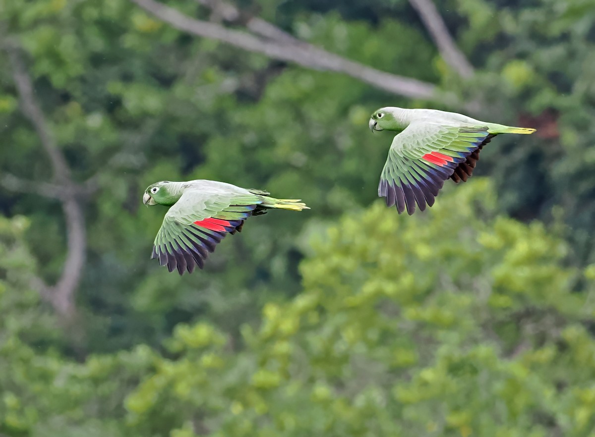 Mealy Parrot (Southern) - Roger Ahlman