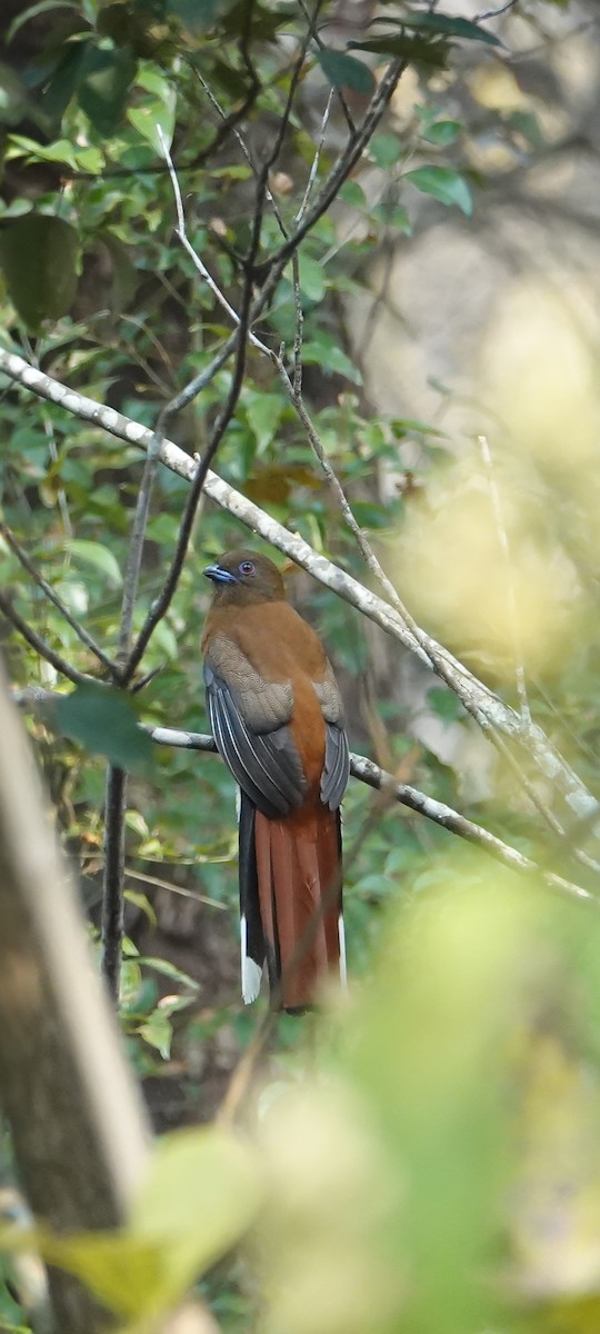 Kırmızı Başlı Trogon - ML615036405