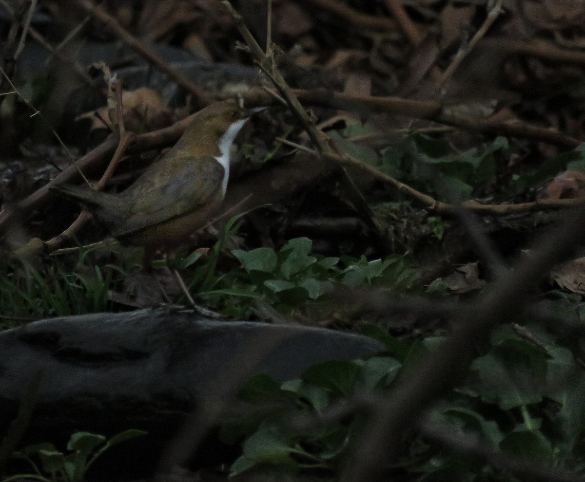 White-throated Dipper - ML615036408