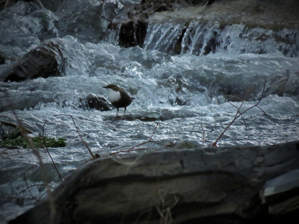 White-throated Dipper - ML615036409
