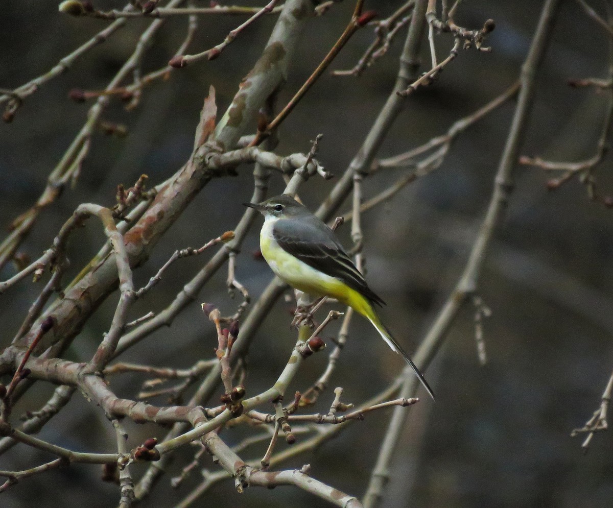 Gray Wagtail - ML615036420