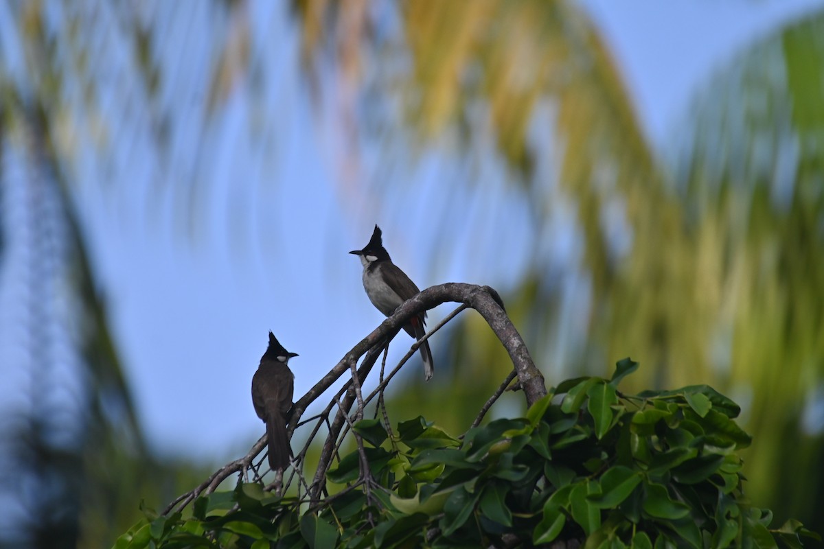 Red-whiskered Bulbul - ML615036483