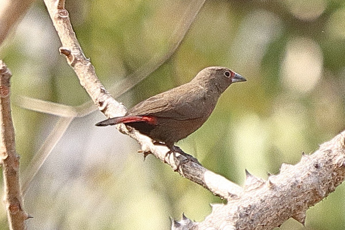 Mali Firefinch - ML615036505