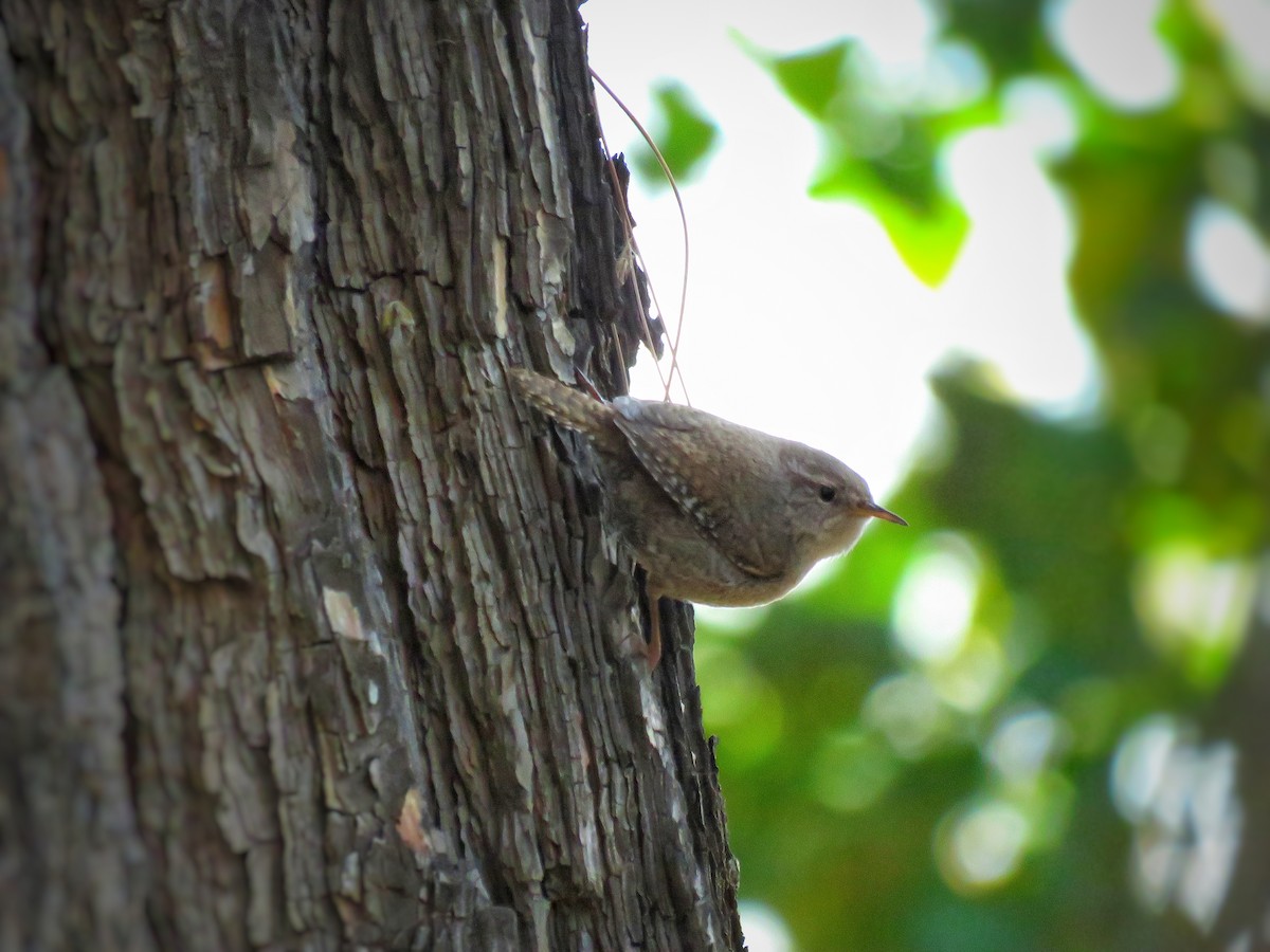 Eurasian Wren - ML615036576