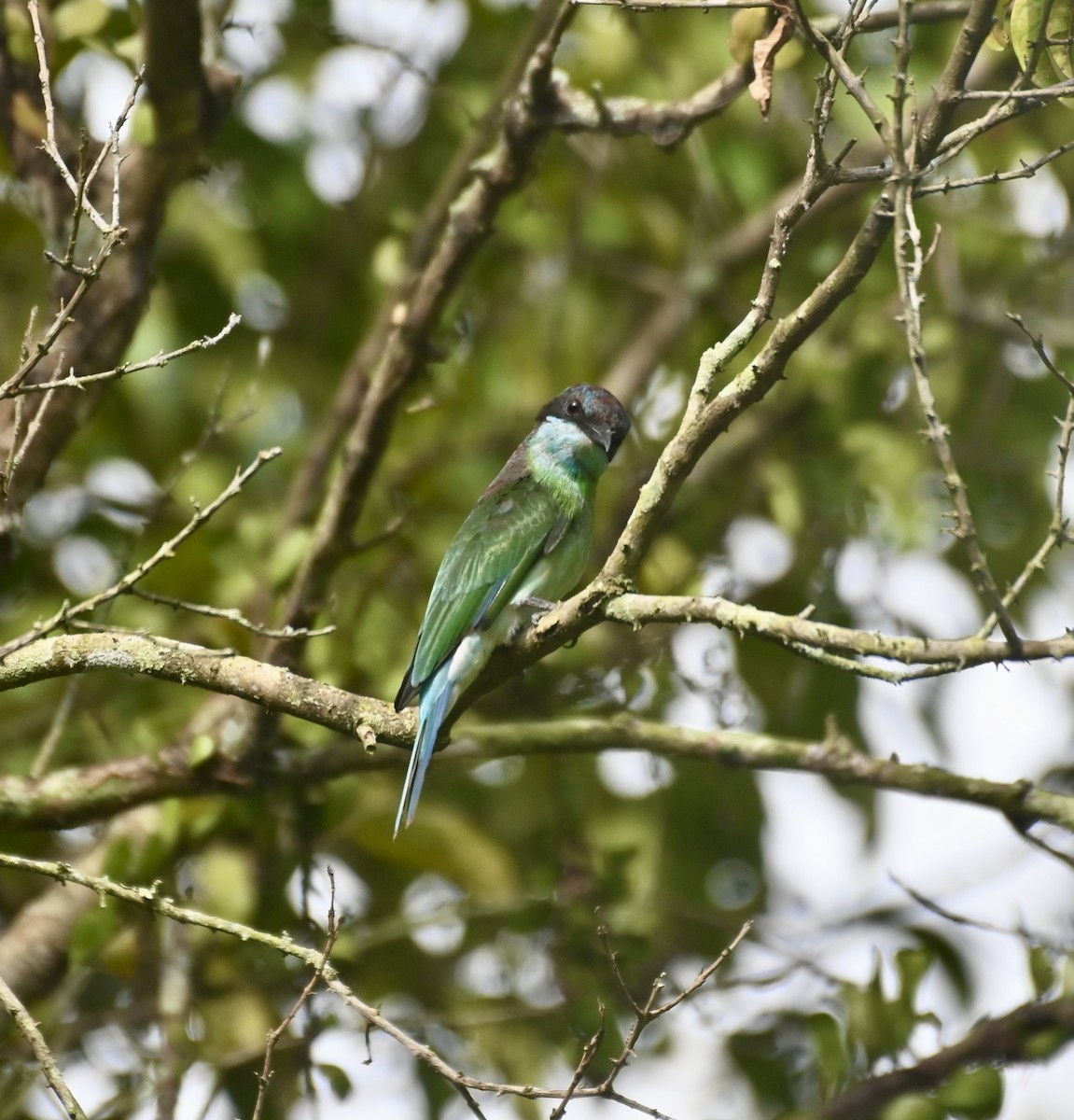 Blue-throated Bee-eater - ML615036683