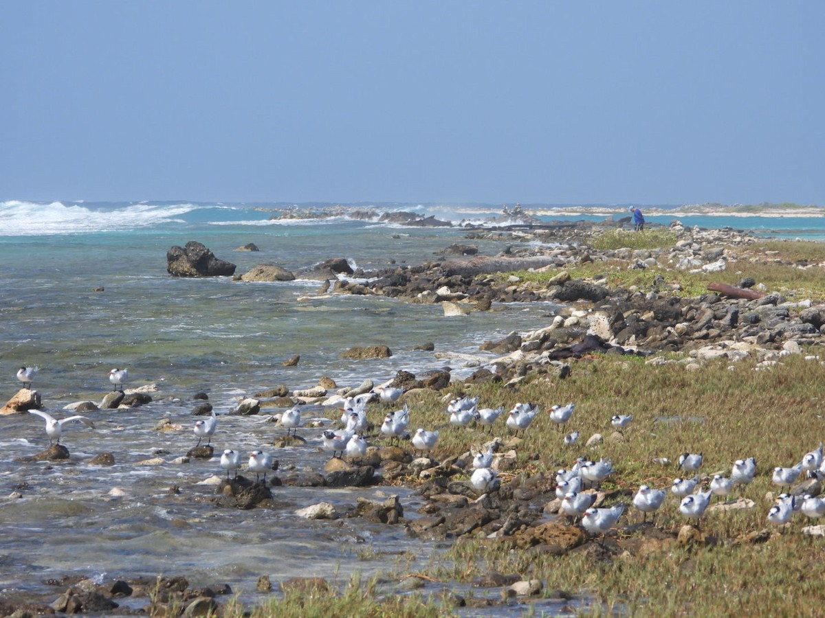 Royal Tern - Patrick Heeney