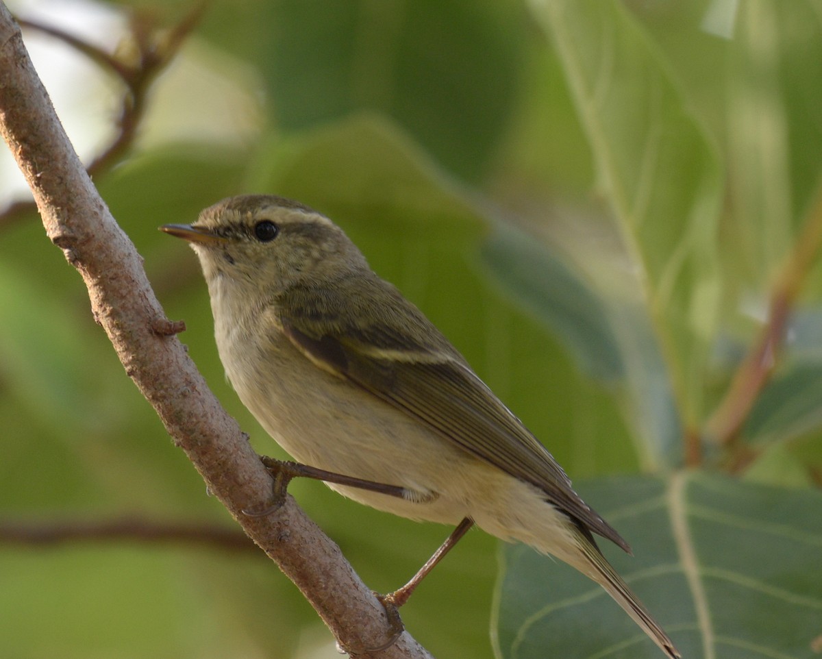 Hume's Warbler - ML615036735