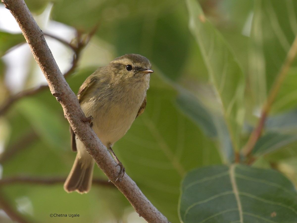 Hume's Warbler - ML615036737