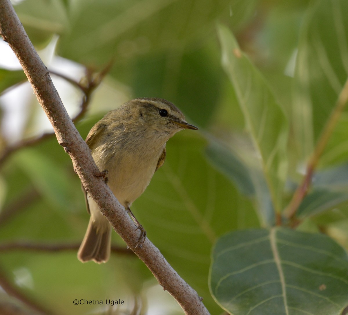 Hume's Warbler - ML615036738