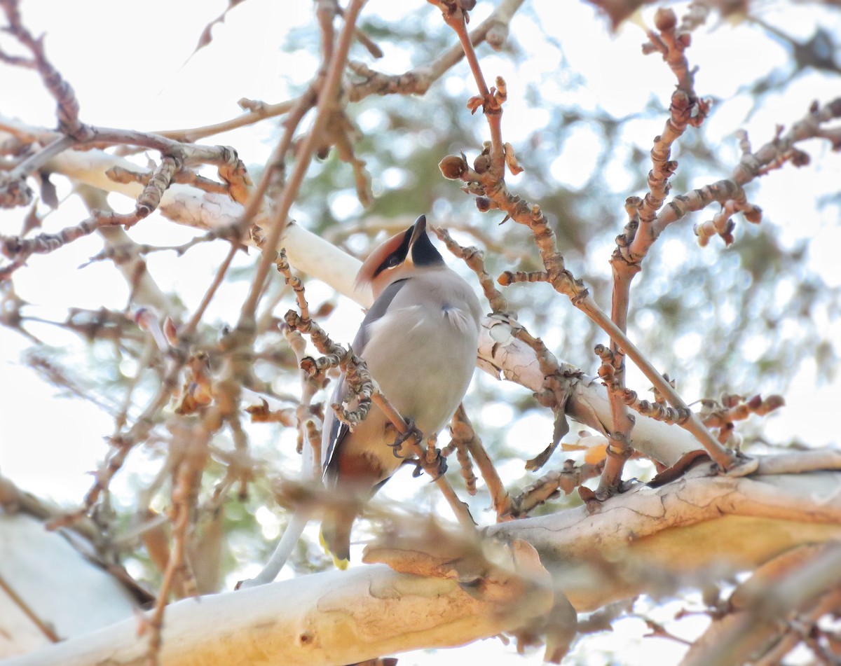 Bohemian Waxwing - ML615036751