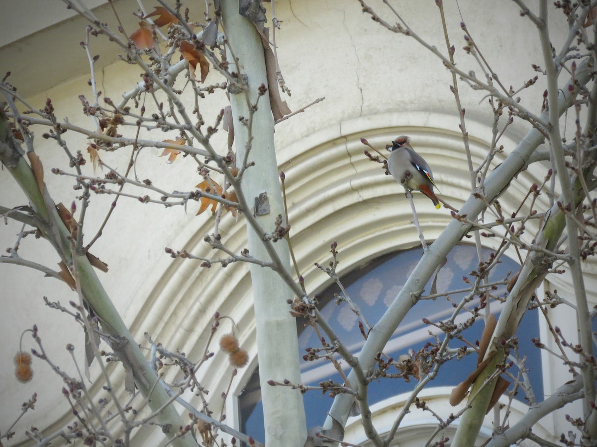 Bohemian Waxwing - ML615036752