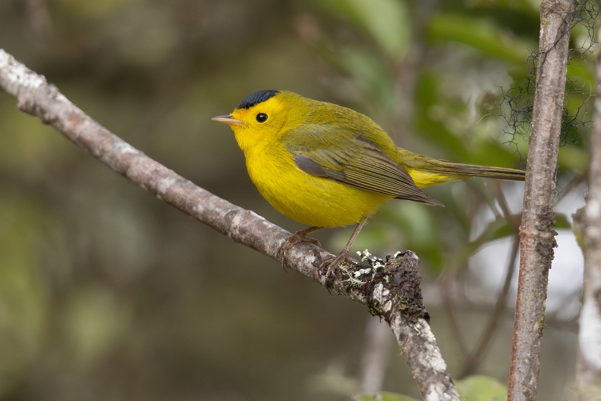 Wilson's Warbler - Mathieu Bally