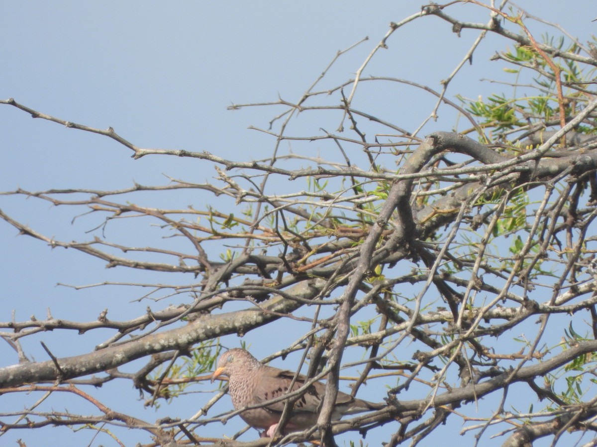 Common Ground Dove - ML615036807