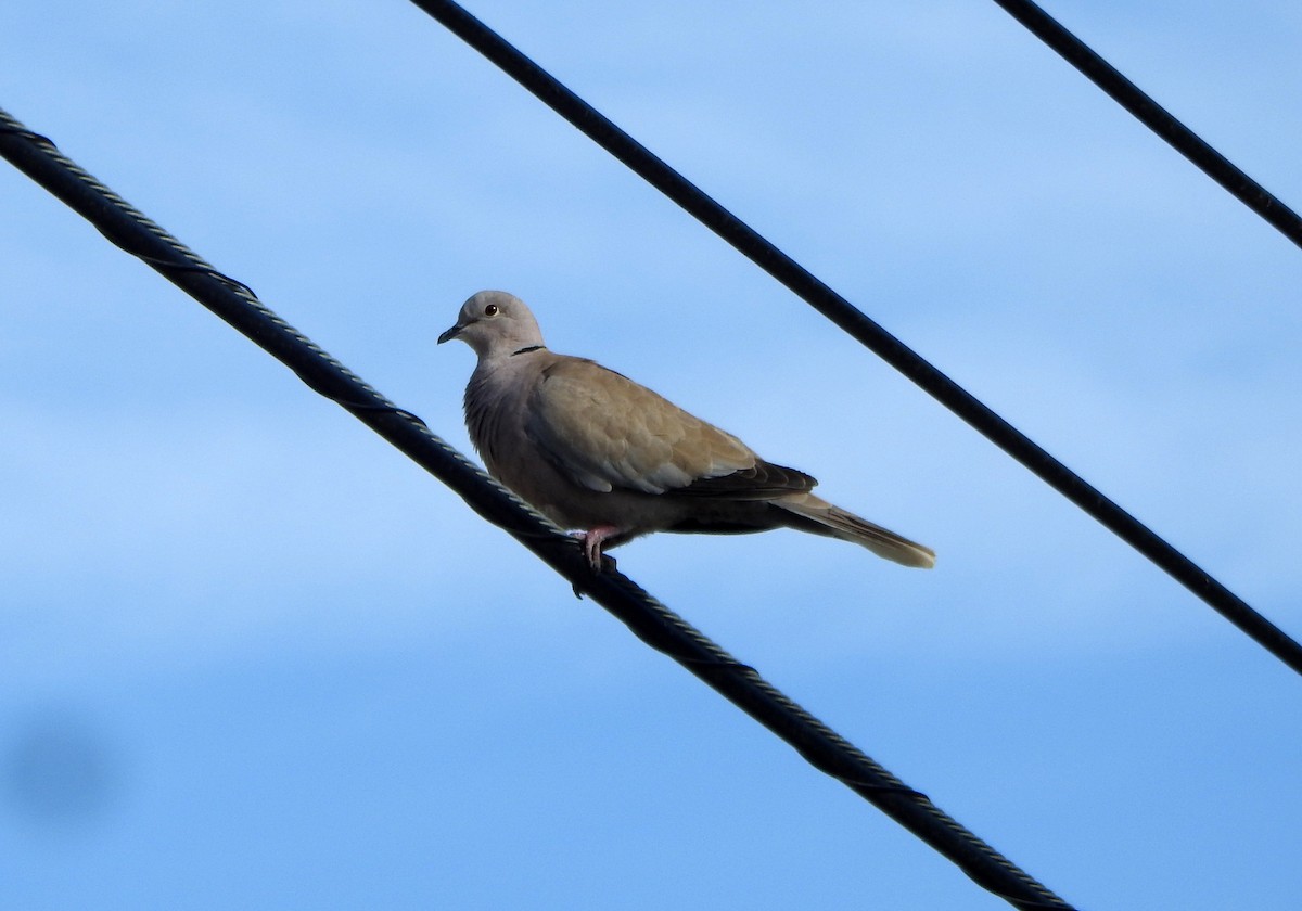 Eurasian Collared-Dove - ML615036809