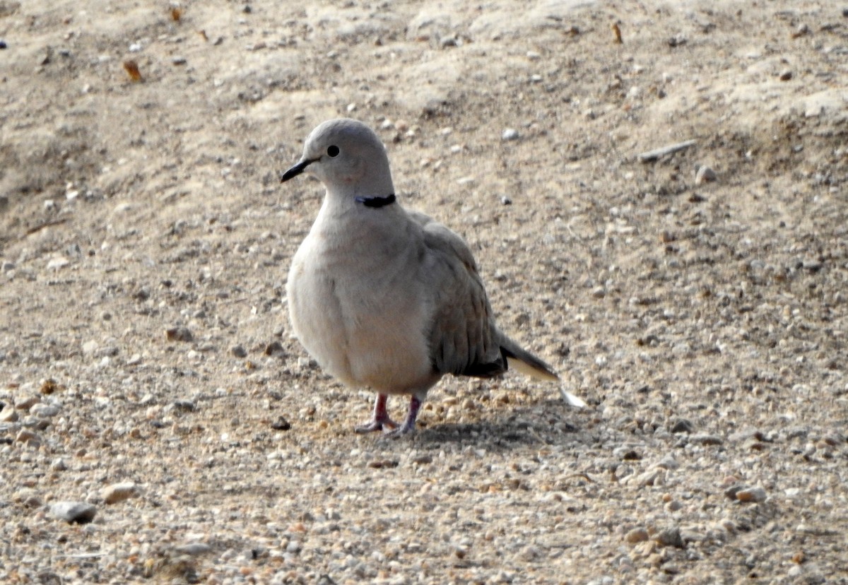 Eurasian Collared-Dove - ML615036810