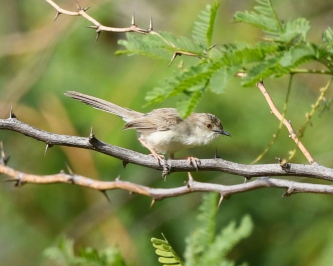 Delicate Prinia - ML615036868