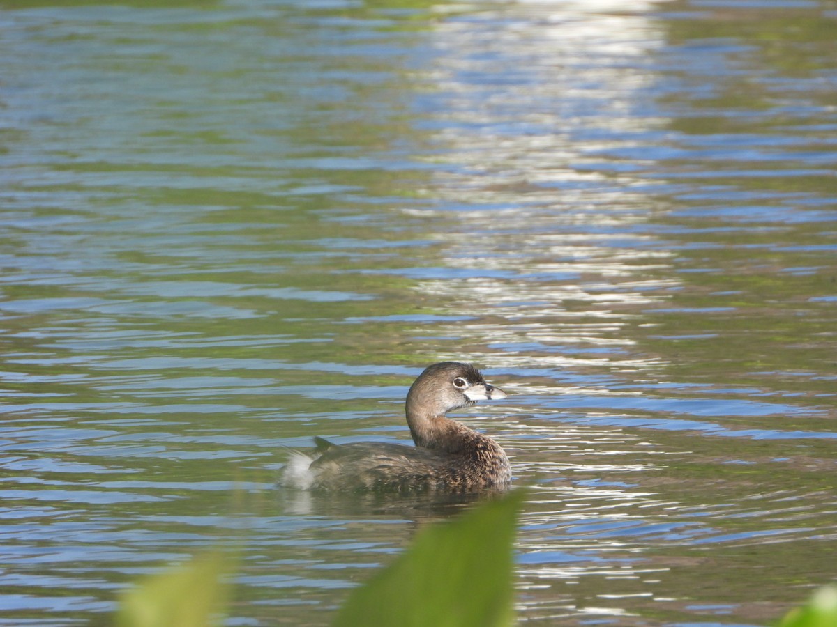 Pied-billed Grebe - ML615036905