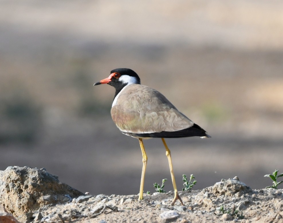 Red-wattled Lapwing - ML615036949