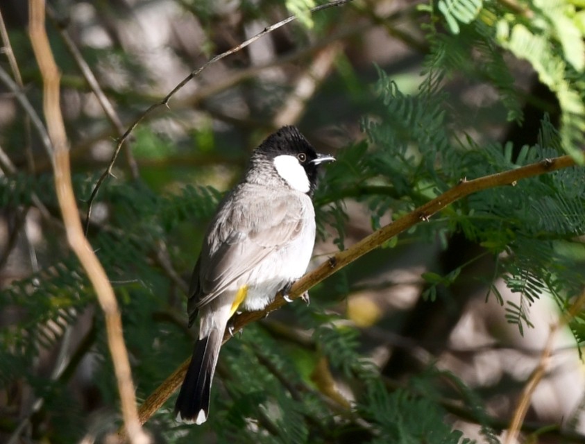 White-eared Bulbul - ML615037000